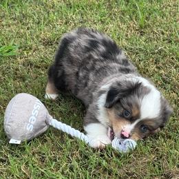Iceman - Blue merle male Toy Australian Shepherd puppy in Stephenville, Texas from Rising JM Pembrokes