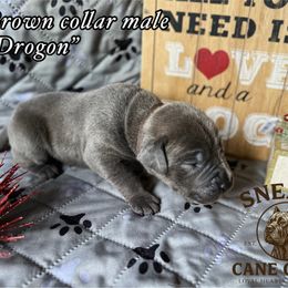 Drogon - Gray brindle male Cane Corso puppy in Altoona, Alabama from Snead’s Cane Corso Kennel