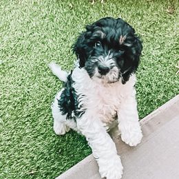 Bernedoodle, Bernese Mountain Dog, and Goldendoodle Puppies from Red Door Canines