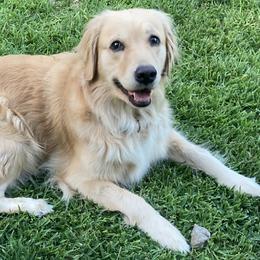 Golden Retrievers from Goldilocks Golden Retrievers