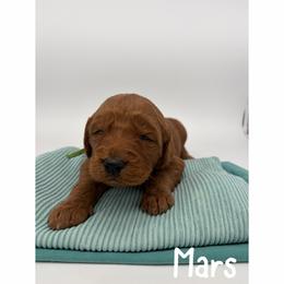Mars - Red  male Goldendoodle puppy in Smithfield, Kentucky from KBK9 Kennels