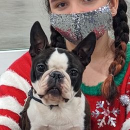 Twinkles - Boston Terrier
