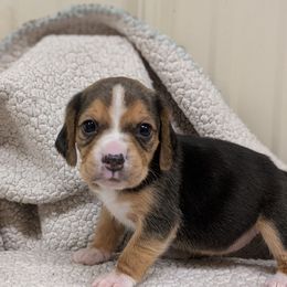 Girl 4 - Black tan and white female Beagle puppy in Baltimore, Maryland from Country Acres Farm