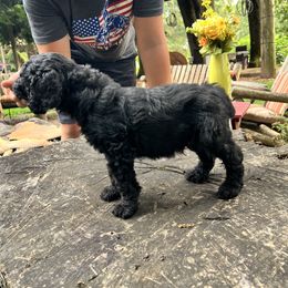 Labradoodle Puppies from Bear Creek Labradoodles