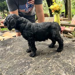 Labradoodle Puppies from Bear Creek Labradoodles