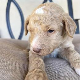 Willow - Apricot female Poodle puppy in Tucson, Arizona from Desert Doodles + Poodles