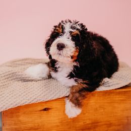 Bernedoodle Puppies from Coffey House Doodles