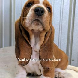 Shelby - Mahogany and white female Basset Hound puppy in Franklin, Indiana from 4 Sail Quarter Horses and Hounds