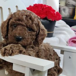 Aston (blue collar)-OFA and CHIC sire - Red  male Poodle puppy in Westfield, North Carolina from Legacy Pets