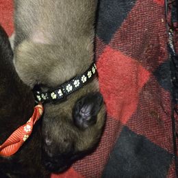 Boy 3, black collar - Apricot male Mastiff puppy in Uhrichsville, Ohio from Angela's Mastiffs
