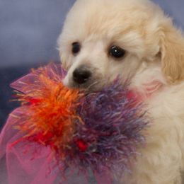 Poodles from Chrysalis