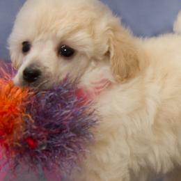 Poodles from Chrysalis