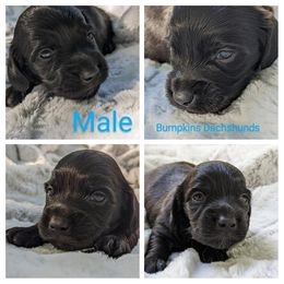 Dachshund Puppies from Bumpkins Dachshunds