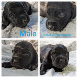 Dachshund Puppies from Bumpkins Dachshunds