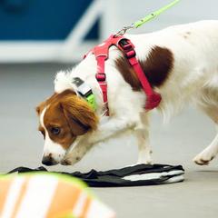 Nederlandse Kooikerhondjes from Emma Vescovo