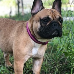 French Bulldogs from AM FRENCHIES