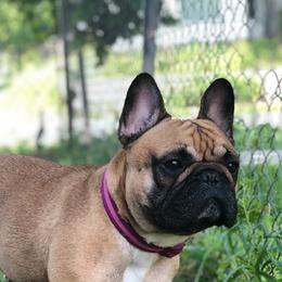 French Bulldogs from AM FRENCHIES
