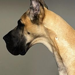 Great Danes from Nelson Great Danes