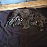 Girl 4 - Liver Boykin Spaniel puppy in Fallscity, Texas from Ciblo Creek Spaniels