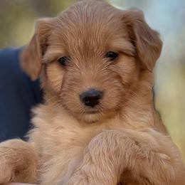 Tiny Tammy - Apricot female Aussiedoodle puppy in Allardt, Tennessee from Hearth&Hound Doodles