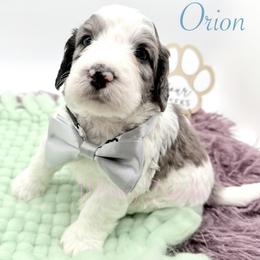 Orion - Blue merle male Bernedoodle puppy in Omaha, Nebraska from Whimsy Doodles