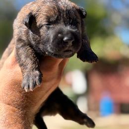 Layla - Black brindle female Dutch Shepherd puppy in San Jose, California from Brandon's Dutch Shepherds