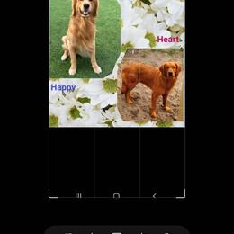 Golden Retriever puppies from Hogarth's Kennel Haven