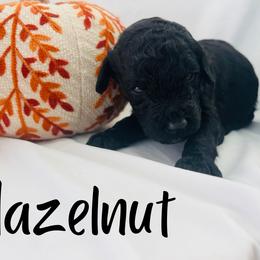 Hazelnut - Black female Goldendoodle puppy in Cedartown, Georgia from Loyal Doodles