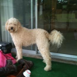 Australian Labradoodle All Grown Up from Selah Doodles