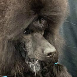Bishop - Poodle