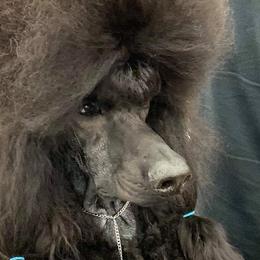 Bishop - Poodle
