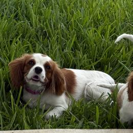 Beagles and Cavalier King Charles Spaniels from Kuehlers Kavaliers