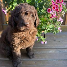 Prosper - Brown and white female Saint Berdoodle puppy in Chicago, Illinois from Gentle Giant Saint Berdoodles