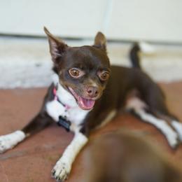 Luna - Chihuahua