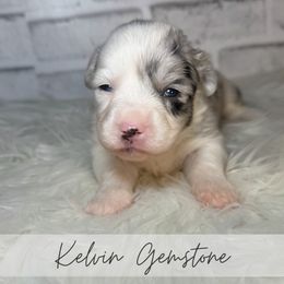 Kelvin Gemstone - Blue merle and white male American Corgi puppy in Greenwood, Indiana from Witch Creek Corgis