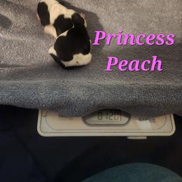 Princess Peach - Black brown and white female Basset Hound puppy in Mill Springs, North Carolina from Mountain View Basset Hounds