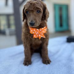 Orange collar - Red  female Poodle puppy in Riverside, California from Riverside red poodles