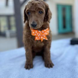 Orange collar - Red  female Poodle puppy in Riverside, California from Riverside red poodles