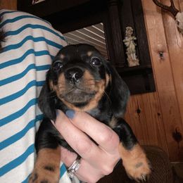 Baxley - Black and tan male Dachshund puppy in Nashville, Georgia from Riverside Dachshund
