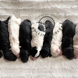 Goldendoodle Puppies from Rolling Acres Doodles and Poodles