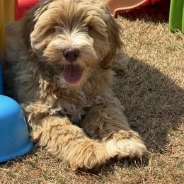 Grey Boy - Caramel cream male Australian Labradoodle puppy in West Union, South Carolina from Golden Corner Labradoodles, LLC