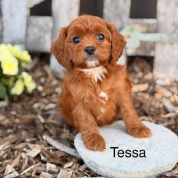 Tessa - Red female Cavapoo puppy in Oxford, Pennsylvania from FriendlyPals