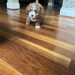 Aaron - Red male Cavapoo puppy in Mint Hill, North Carolina from DoodleForever