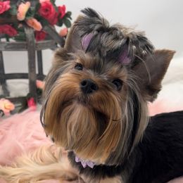 Jazzie - Yorkshire Terrier
