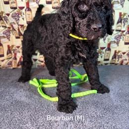 Bourbon - Black male Goldendoodle puppy in Water Valley, Mississippi from Olympian Doodles