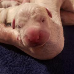 Dogo Argentino Puppies from Amy Collins