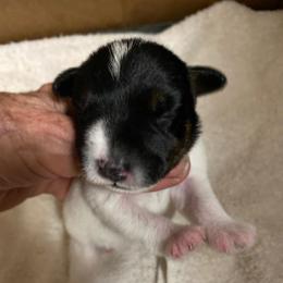 Heather - Tri-color female Jack Russell Terrier puppy in Melbourne, Florida from Rustling Oaks Jack Russell Terrier’s