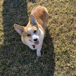 BOND - Pembroke Welsh Corgi