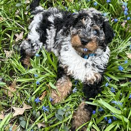 Bernedoodle and Pyredoodle Puppies from FDF Pyredoodles & Bernedoodles