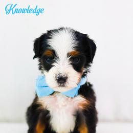Knowledge - Black tri-color male Aussiedoodle puppy in Diamond Bar, California from Furrytaildoodles